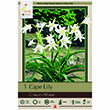 CRINUM ALBUM