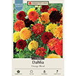 DAHLIA ORANGE BLEND