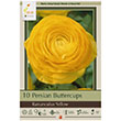 RANUNCULUS AVIV YELLOW
