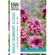 DAHLIA CRANBERRY CLASSIC 3PP