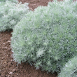 ARTEMISIA 'SILVER MOUND'  1G