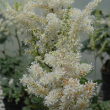 ASTILBE 'VISION IN WHITE' 1G