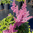 ASTILBE 'PUMILA' 1G