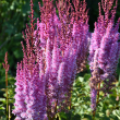 ASTILBE 'SUPERBA' 1G