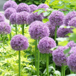 ALLIUM 'GLOBEMASTER' 1G