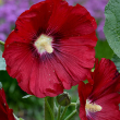 ALCEA 'ROSEA MARS MAGIC' 1G