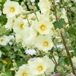 ALCEA RUGOSA 1G