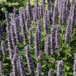 AGASTACHE 'BLUE FORTUNE' 2G