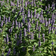 AGASTACHE FOENICULUM 2G
