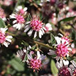 ASTER 'LADY IN BLACK' 1G