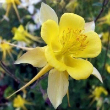 AQUILEGIA 'SPRING MAG YELLOW' 1G