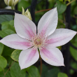 CLEMATIS 'CORINNE' 1G
