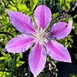 Clematis (Patens Group) Doctor Ruppel