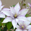 CLEMATIS 'SAMARITAN JO' 1G