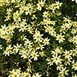 COREOPSIS 'MOONBEAM' 1G