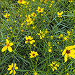 Coreopsis 'gilded Lace' 1g