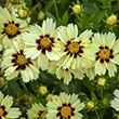 Coreopsis 'Balupteamed' PP28866