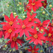 COREOPSIS 'HOT PAPRIKA' 1QT