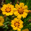 COREOPSIS 'SUNFIRE' 1G