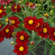 COREOPSIS 'MERCURY RISING' QT