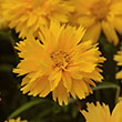 Coreopsis grandiflora 'Double the Sun'