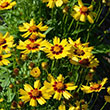 Coreopsis grandiflora 'SunKiss'