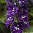 Delphinium elatum Delphina? ?Dark Blue White Bee'