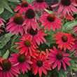 ECHINACEA 'LAKOTA FIRE' 1G