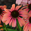 Echinacea Butterfly? Rainbow Marcella