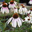 ECHINACEA 'PRETTY PARASOLS' 1G