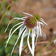 ECHINACEA 'HULA DANCER 1G