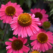 Echinacea 'sensation Pink' 1g