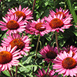 ECHINACEA 'VINTAGE WINE' 1G
