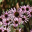 ECHINACEA 'ROCKY TOP' 1G