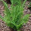 FERN 'HAY SCENTED' 1G