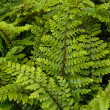 FERN 'TASSEL' 1G