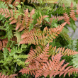 FERN 'BRILLIANCE' QT