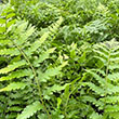 FERN 'DIXIE WOOD' 1G
