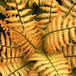 FERN 'JURASSIC GOLD' 1G