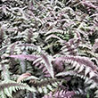FERN 'REGAL RED' 1G