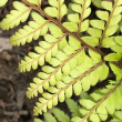 FERN 'LIMELIGHT LADY' 1QT