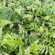 FERN 'SUNSET' QT