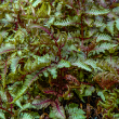 FERN 'RED BEAUTY JAP PAINTED' QT
