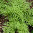 FERN 'TATTING' QT