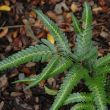 FERN 'EAST INDIAN HOLLY' QT