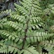 FERN 'EARED LADY' QT