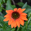 ECHINACEA 'PRAIRIE ORNG SUNS' 1G