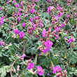 GERANIUM 'BEVAN'S VARIETY' 1G