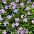GERANIUM MACULATUM 1G