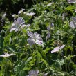 GERANIUM 'BETH CHATTO' 1G